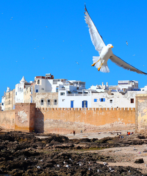 Full Day trip To Essaouira The Ancient Mogador City And Coast
